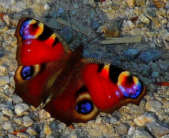 Photo:  european peacock butterfly
